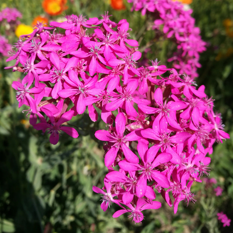 Sweet William Catchfly Purple NSIL01 Flower Seeds