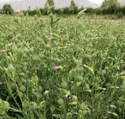 Sand Catchfly Light Purple NSIL04 Flower Seeds