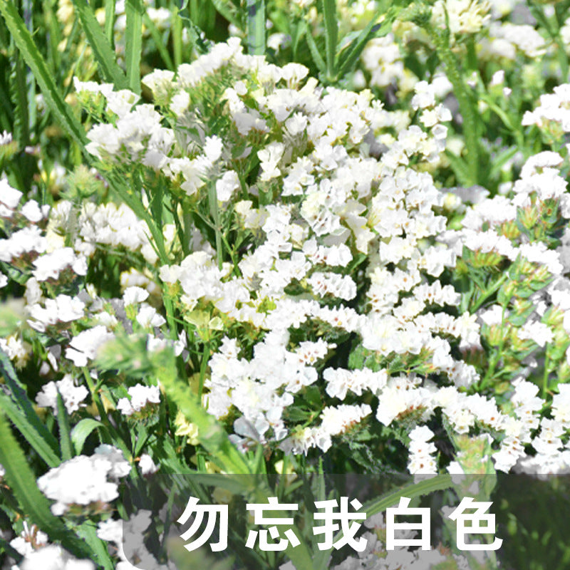 Statice White NSL02 Flower Seeds