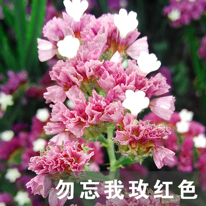 Statice Pink NSL03 Flower Seeds