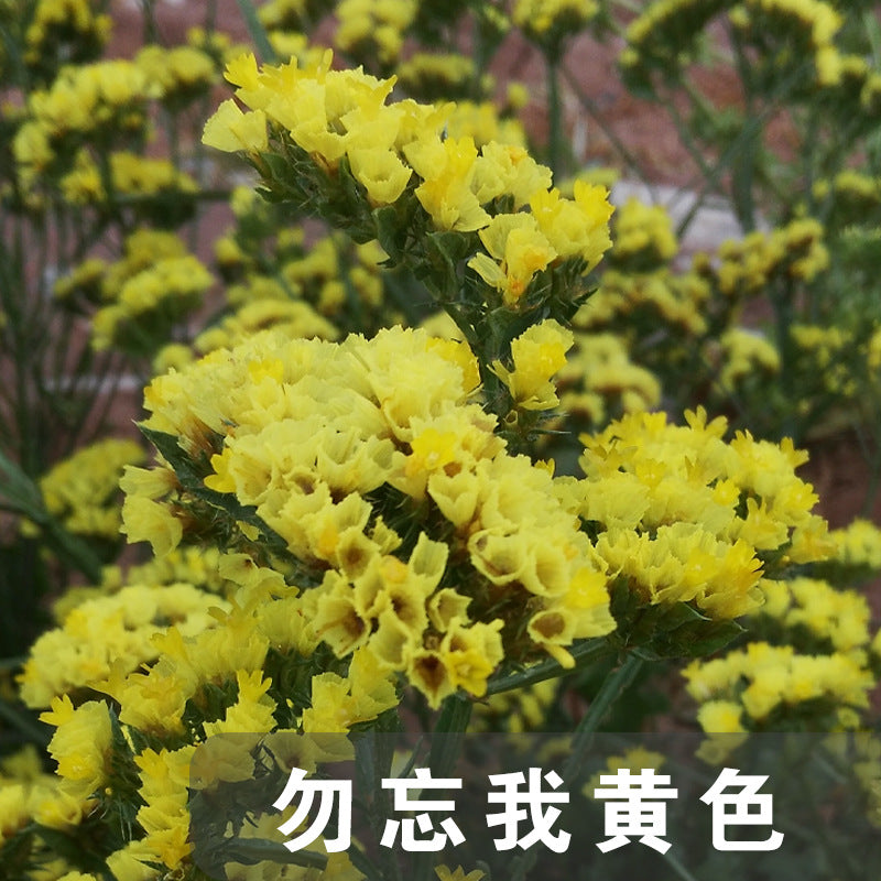 Statice Yellow NSL04 Flower Seeds