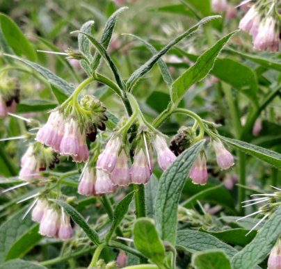 Common Comfrey Lilac NSO01 Flower Seeds