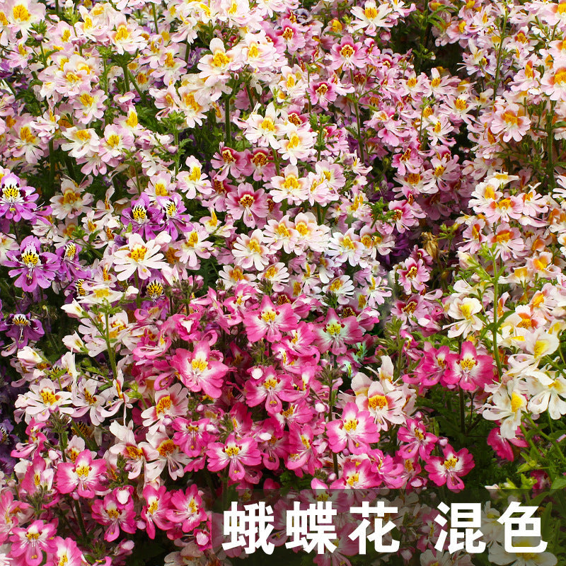 Butterfly Flower Mix NSP01 Flower Seeds