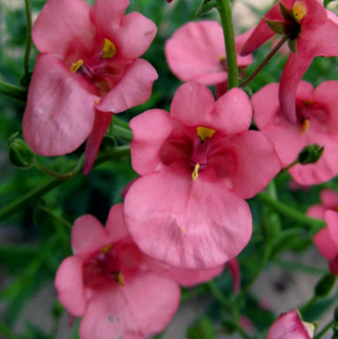 Twinspur Pink NSPI03 Flower Seeds