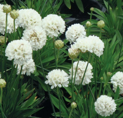 Sea Thrift White NST05 Flower Seeds