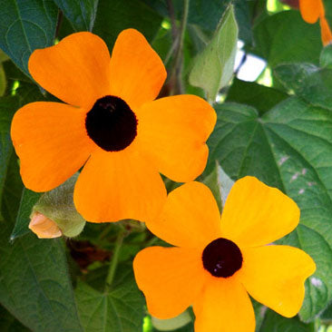 Black-Eyed Susan Vine Orange with Black Eye NTA01 Flower Seeds