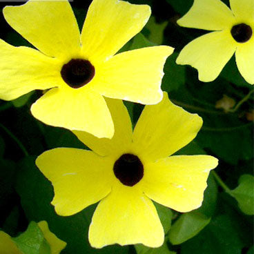 Black-Eyed Susan Vine Yellow with Black Eye NTA02 Flower Seeds