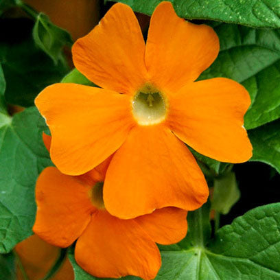 Black-Eyed Susan Vine Orange NTA04 Flower Seeds