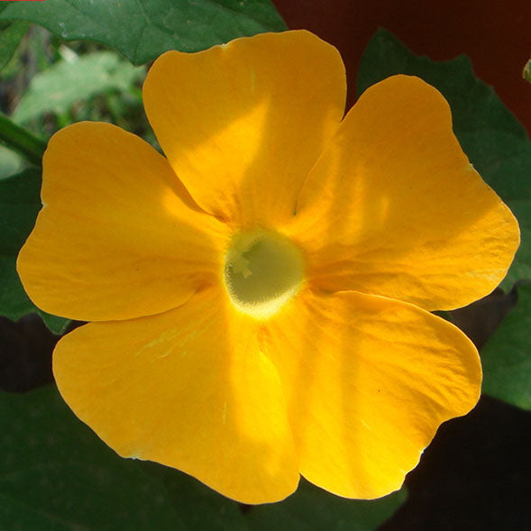 Black-Eyed Susan Vine Yellow NTA05 Flower Seeds