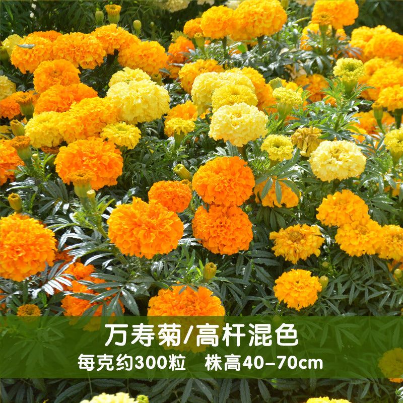 Marigold Tall Mix NTE01 Flower Seeds