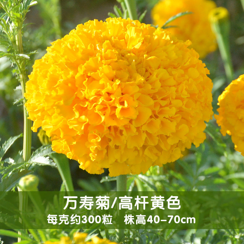 Marigold Tall Yellow NTE02 Flower Seeds