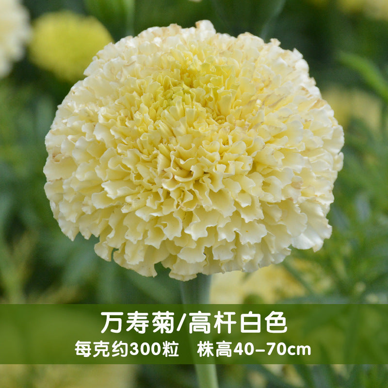 Marigold Tall White NTE03 Flower Seeds