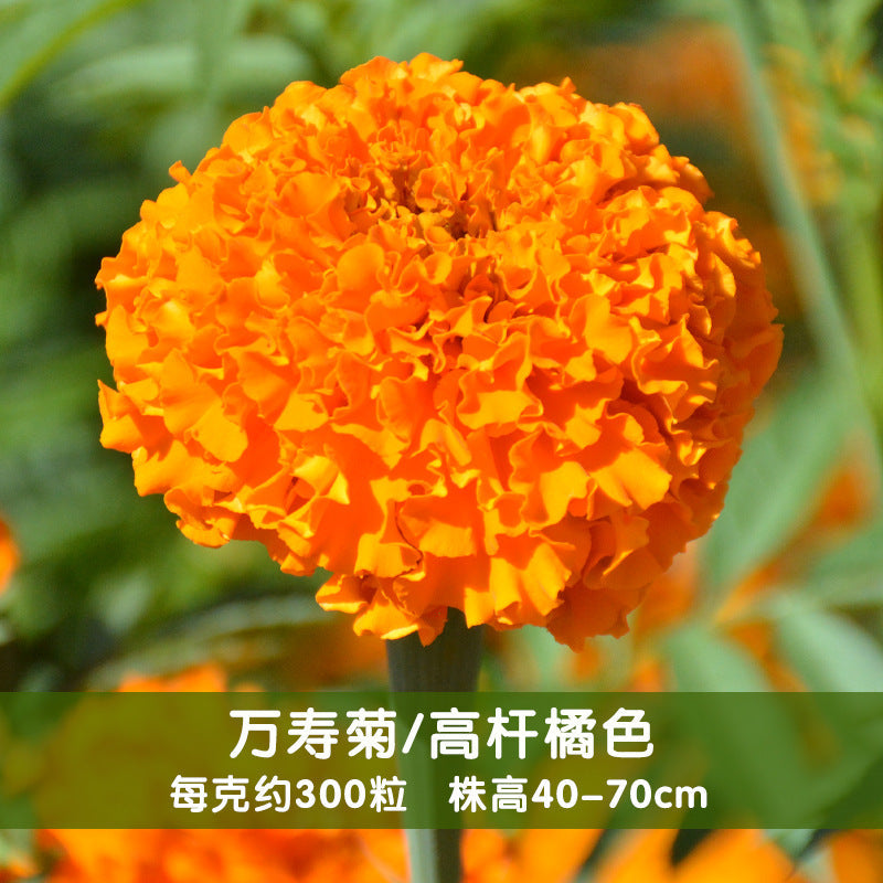 Marigold Tall Orange NTE04 Flower Seeds