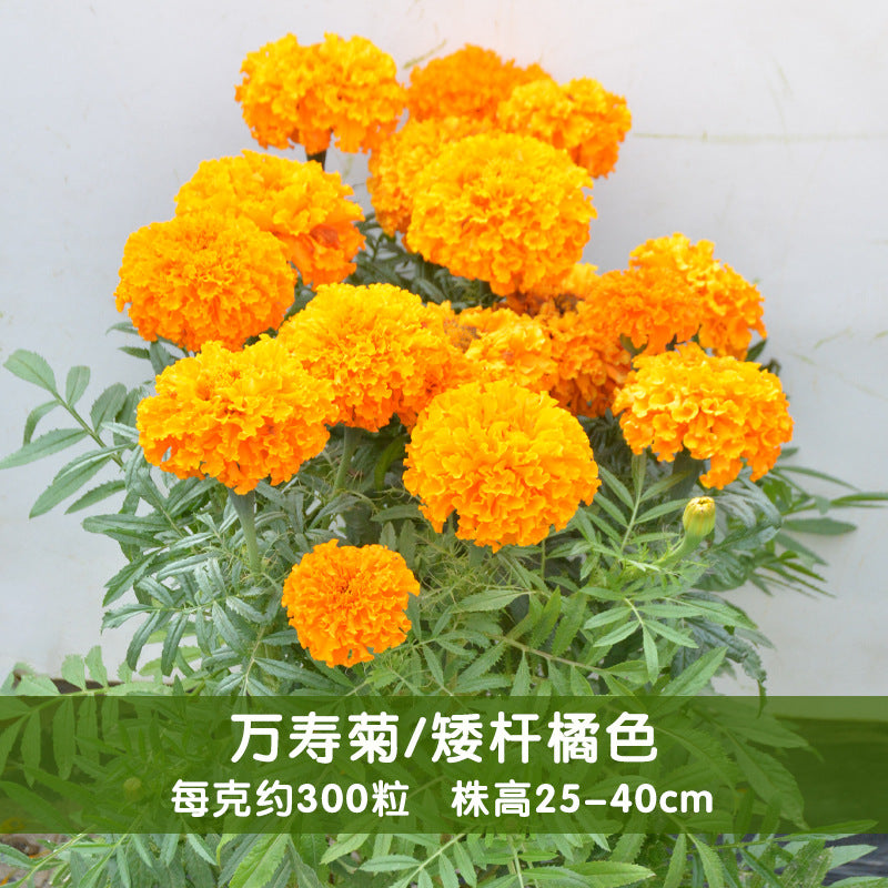 Marigold Dwarf Orange NTE07 Flower Seeds