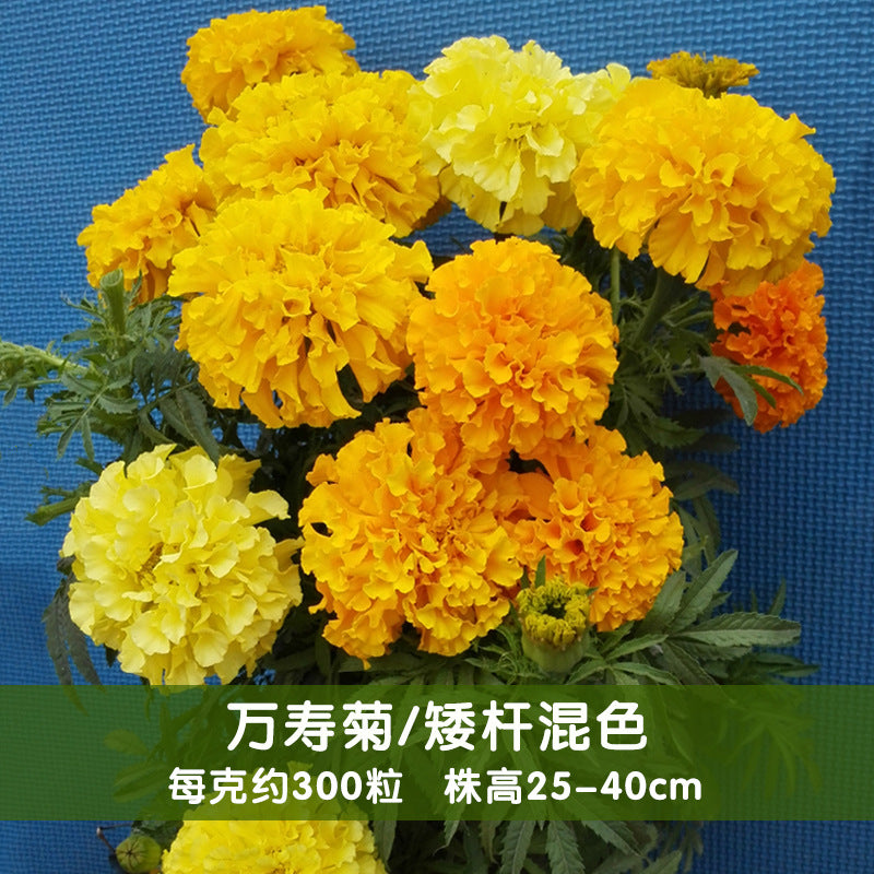 Marigold Dwarf Mix NTE11 Flower Seeds