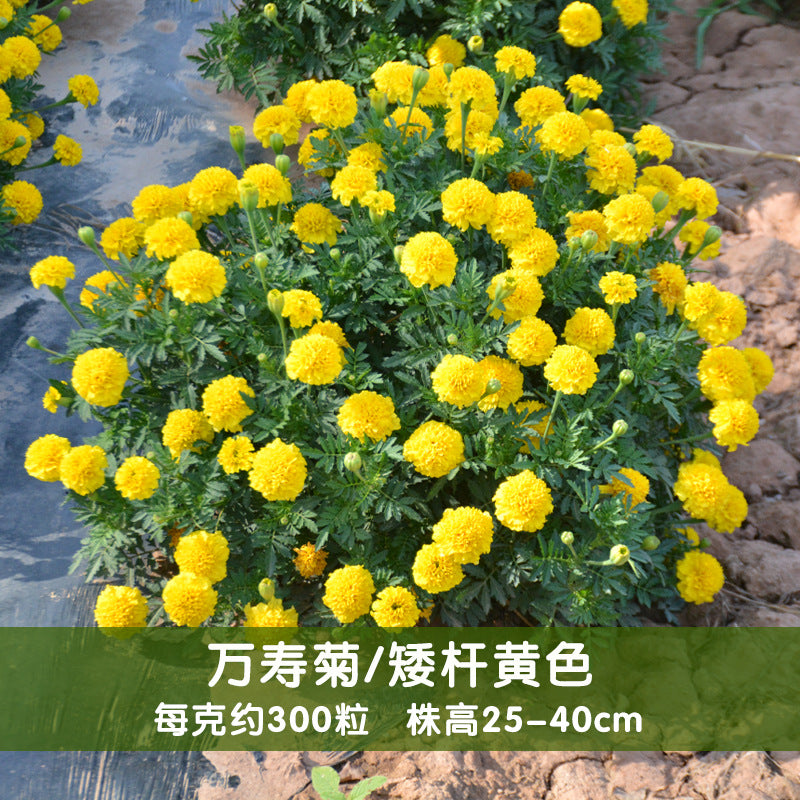 Marigold Dwarf Yellow NTE12 Flower Seeds