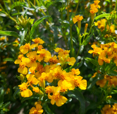 Mexican Tarragon Yellow NTE24 Flower Seeds