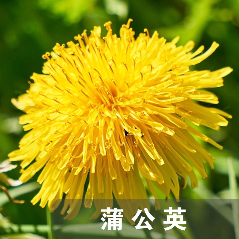 Dandelion Yellow NTM01 Flower Seeds