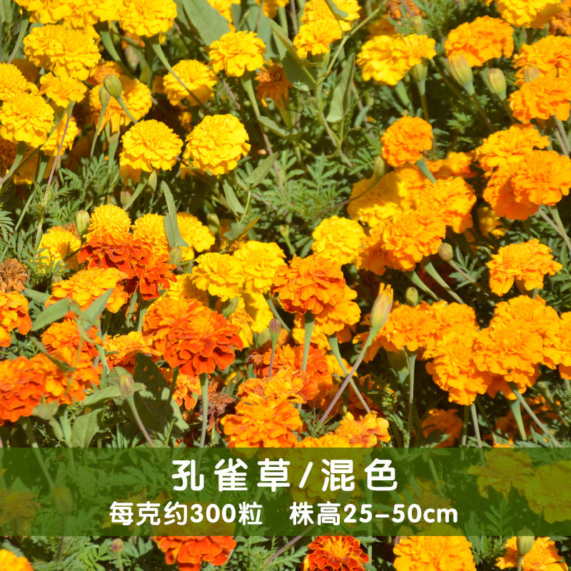 Marigold/French Marigold Mix NTP05 Flower Seeds