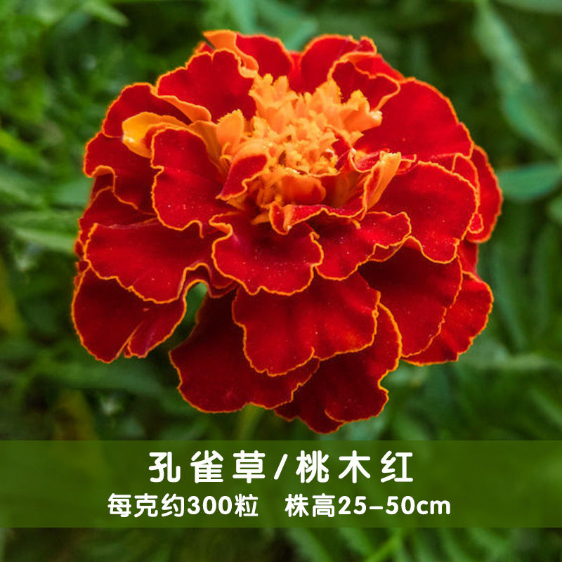 Marigold/French Marigold Mahogony Red NTP15 Flower Seeds