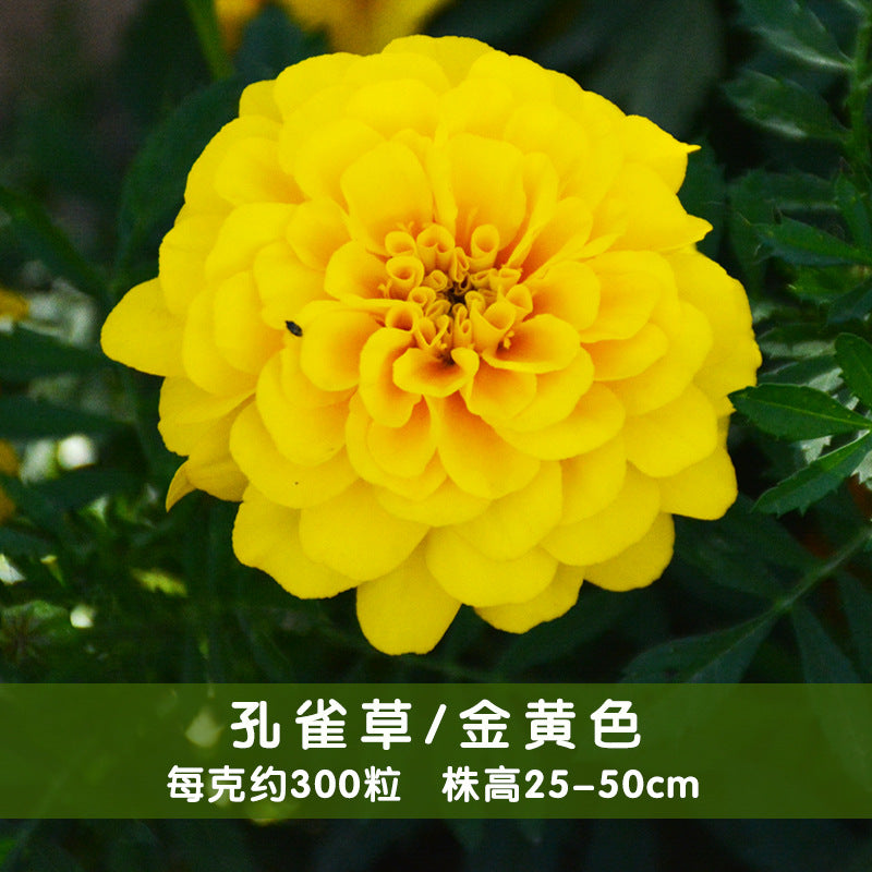 Marigold/French Marigold Golden Yellow NTP16 Flower Seeds