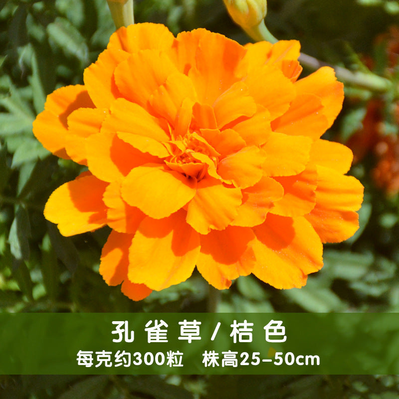 Marigold/French Marigold Orange NTP17 Flower Seeds