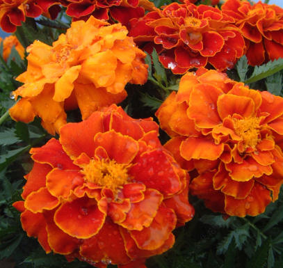 French Marigold Red with Gilt Edged NTP29 Flower Seeds