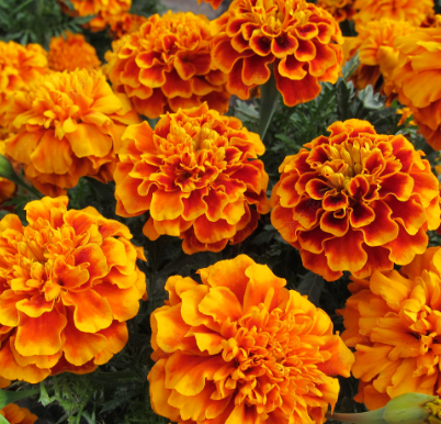 French Marigold Red Yellow NTP30 Flower Seeds