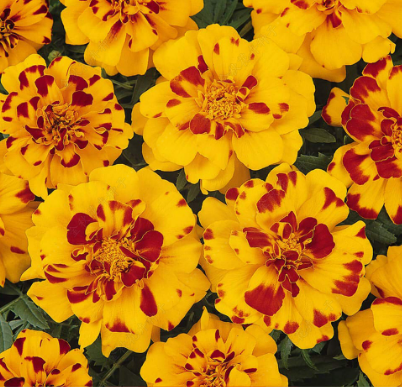 French Marigold Yellow with Brown Spot NTP31 Flower Seeds