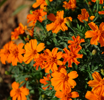 French Marigold Single Orange Yellow NTP32 Flower Seeds