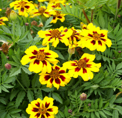 French Marigold Single Yellow with Red spot NTP33 Flower Seeds