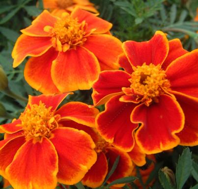 French Marigold Single Brown with yellow edged NTP34 Flower Seeds