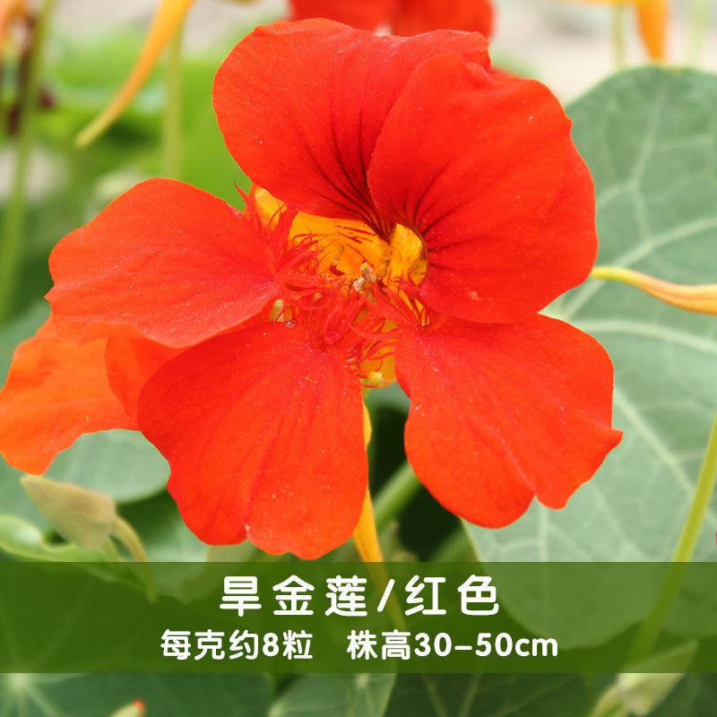 Nasturtium