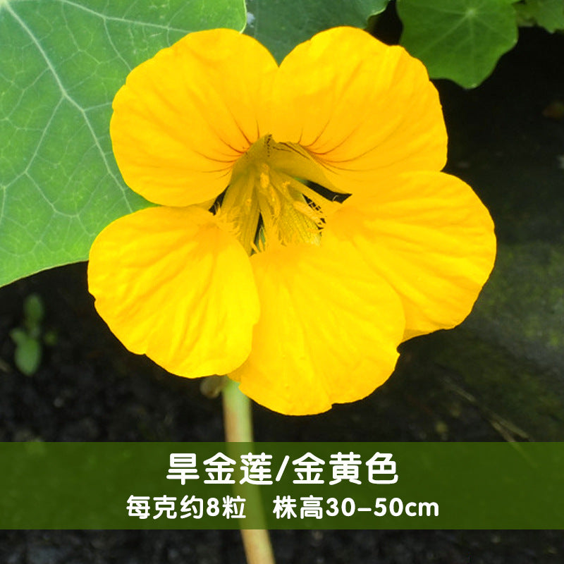 Nasturtiumm Golden NTR19 Flower Seeds