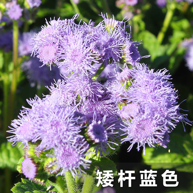 Flossflower Dwarf Blue NTW01 Flower seeds