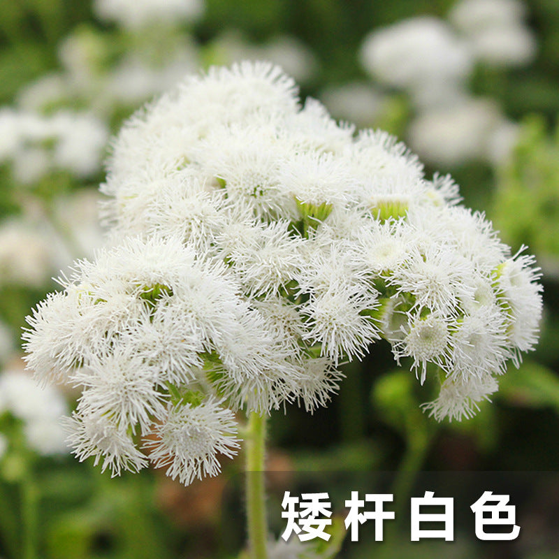 Flossflower Dwarf White NTW02 Flower seeds