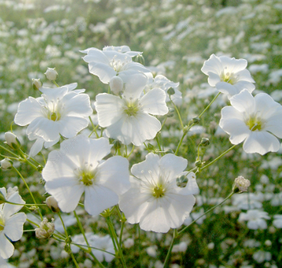 Cowcokle White NVAC02 Flower Seeds