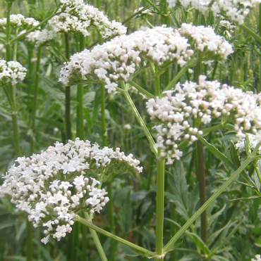 Valerian White NVAL01 Flower Seeds