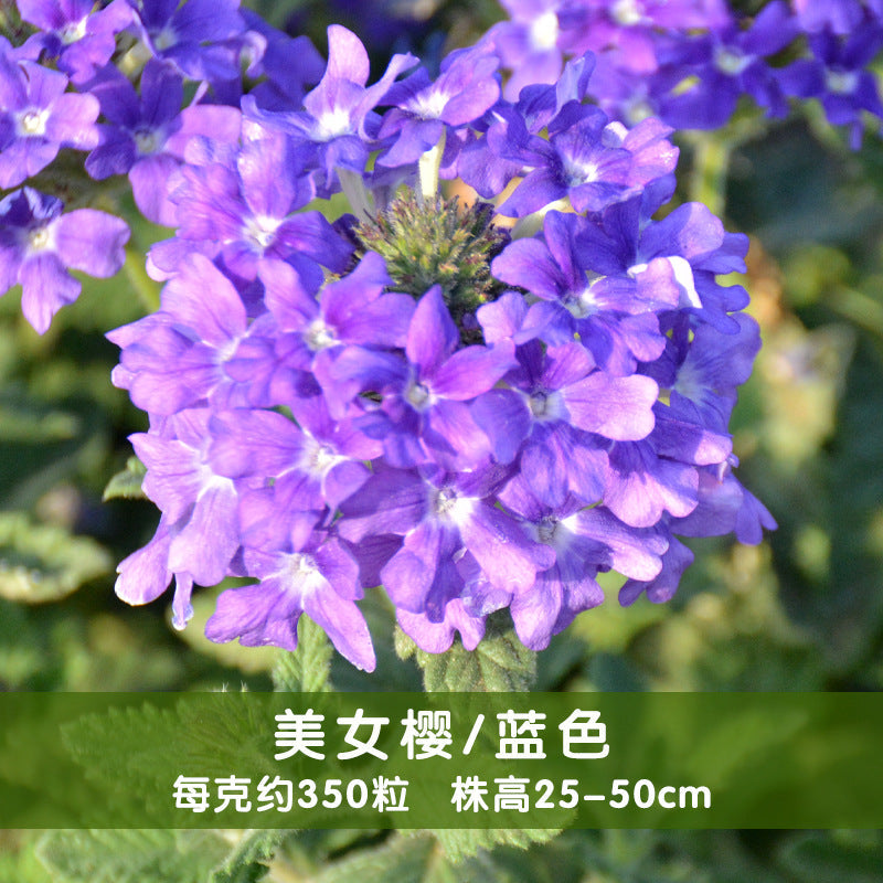 Verbena/Garden Verbena Blue NVH07 Flower Seeds