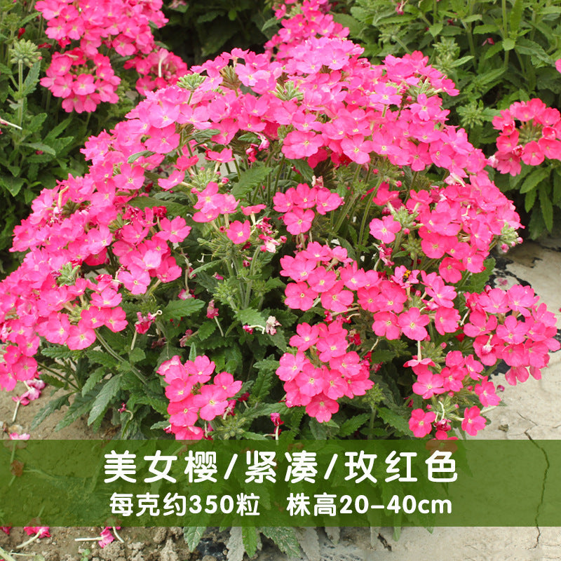 Verbena/Garden Verbena Nana Compacta Rose Red NVH08 Flower Seeds