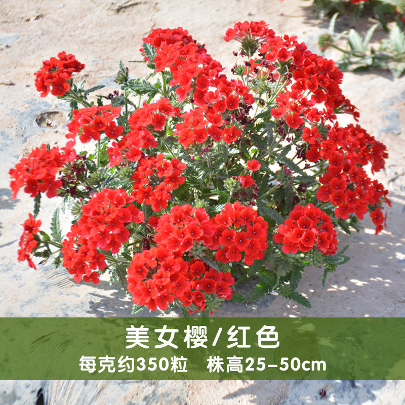 Verbena/Garden Verbena Red NVH24 Flower Seeds