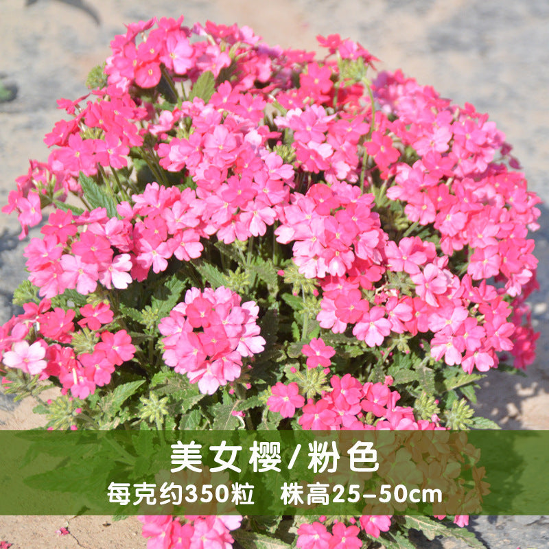 Verbena/Garden Verbena Rosy NVH25 Flower Seeds