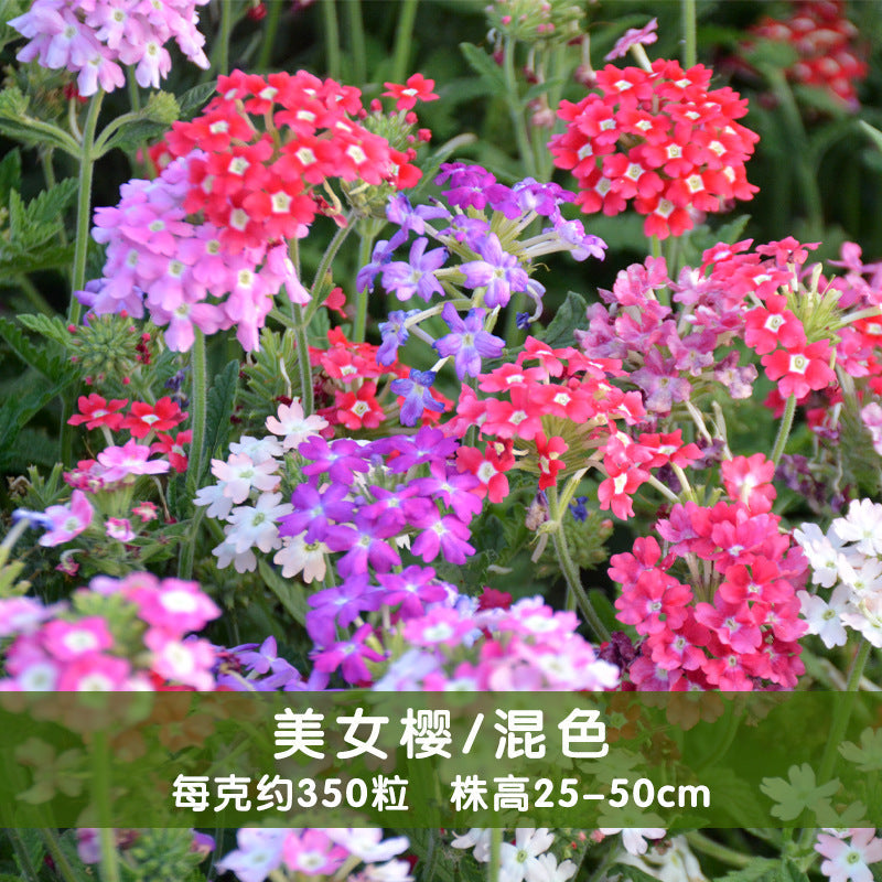 Verbena/Garden Verbena Mix NVH26 Flower Seeds