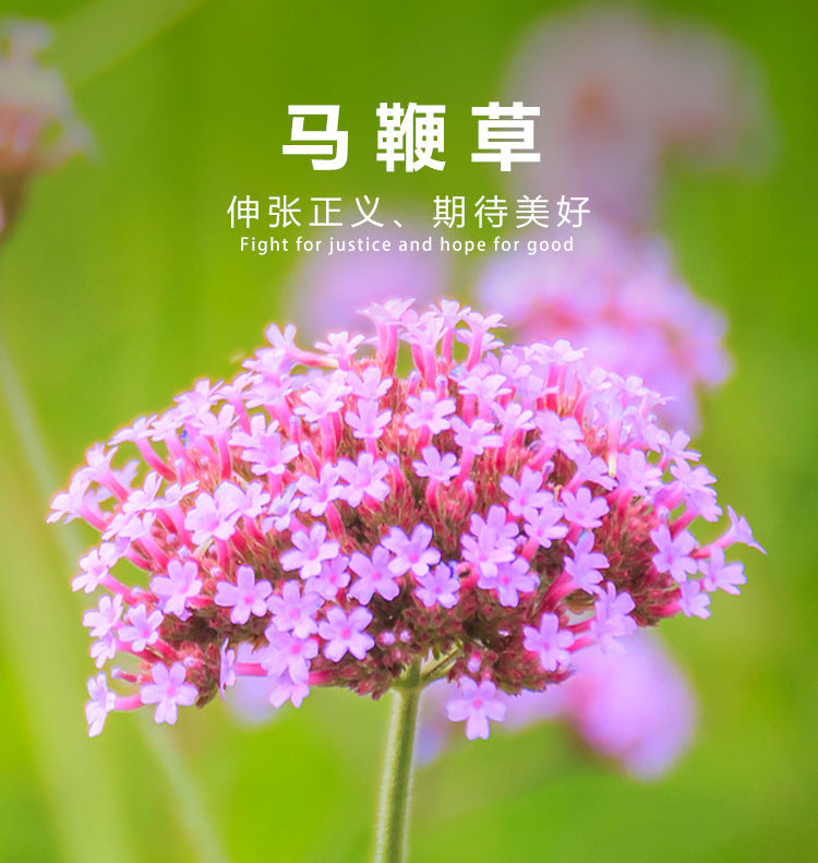 Verbena/Moss Verbena Dwarf Blue Purple NVM01 Flower Seeds