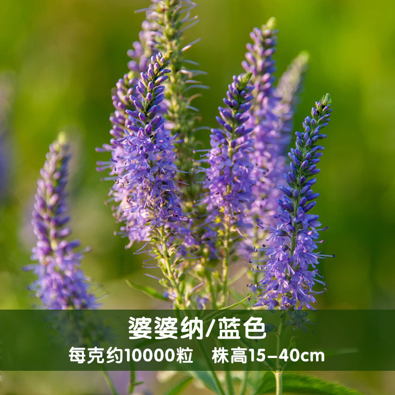 Spiked Speedwell Blue NVS01 Flower Seeds