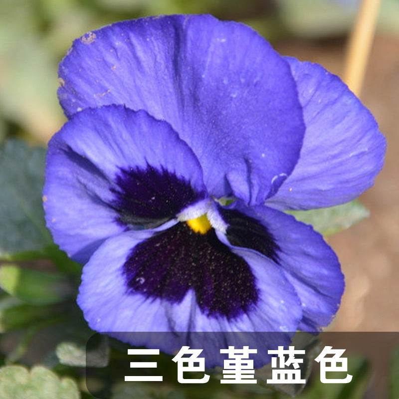 Horned Pansy Blue NVT03 Flower Seeds