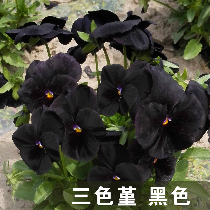 Pansy Pirnaer W. Black NVT06 Flower Seeds