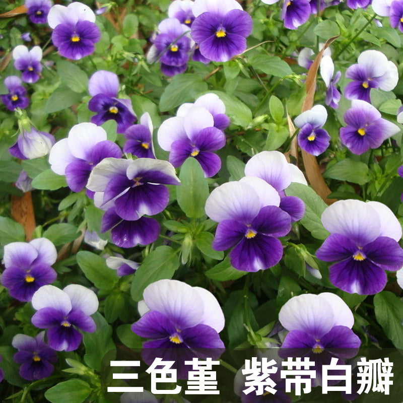 Pansy Violet with white upper petals NVT07 Flower Seeds