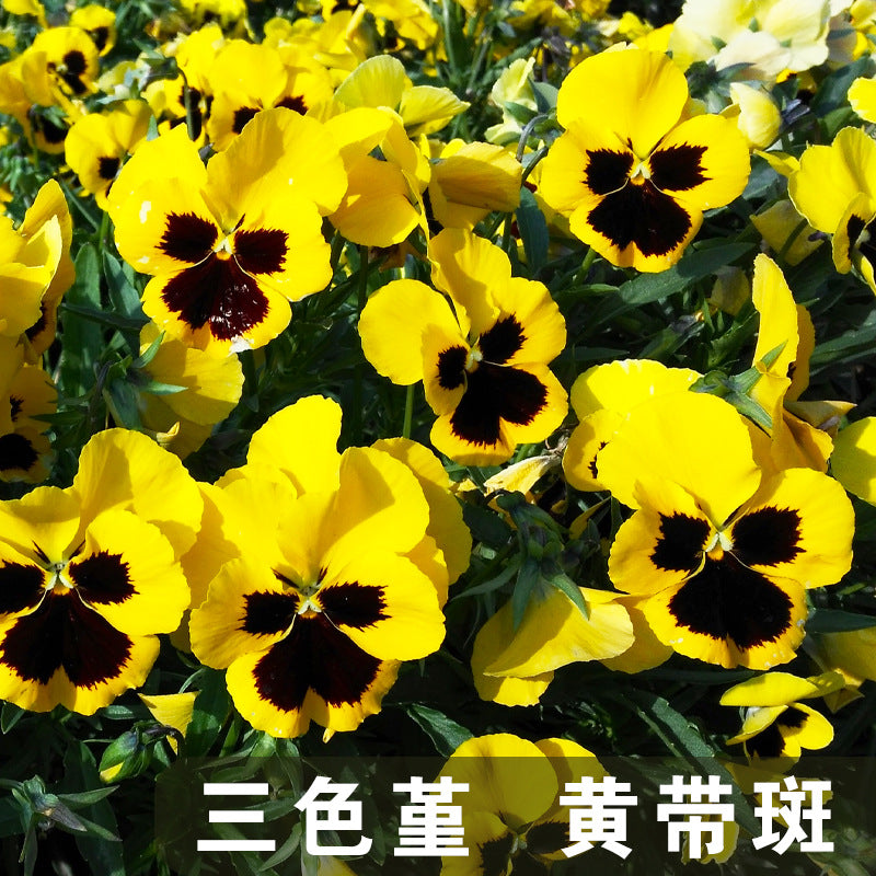 Pansy Yellow With Blotch NVT08 Flower Seeds