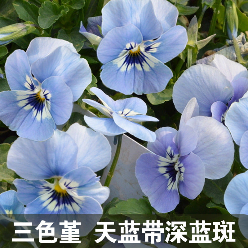 Pansy Azure-blue with White-navy Blue Blotch NVT09 Flower Seeds